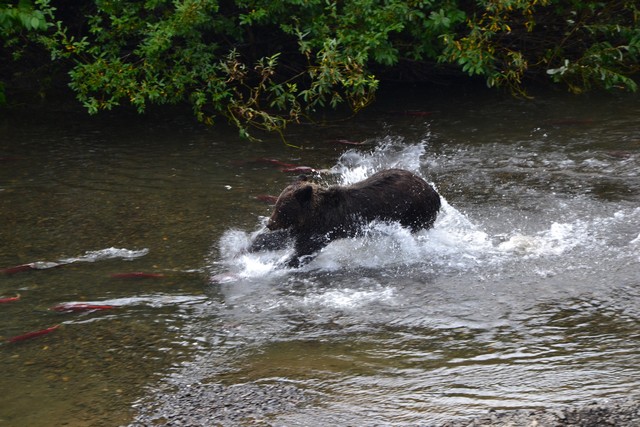 Oso intentando pescar un salmón en Hanna Creek, Columbia Británica