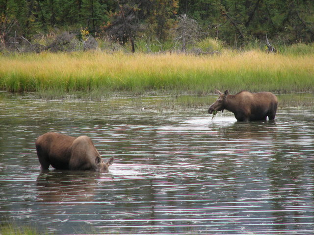 Alces merendando, Alaska