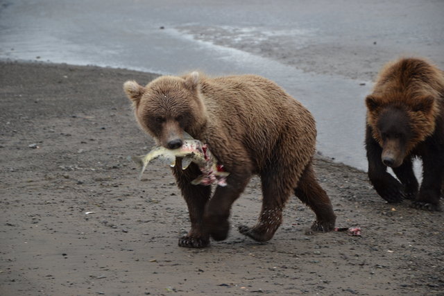 oso y salmón, Alaska